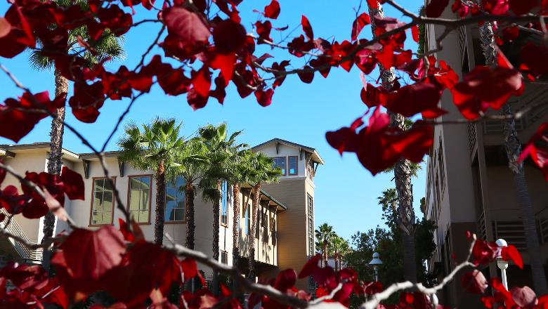 A housing community at Chapman University. In the foreground is a red-leafed tree.